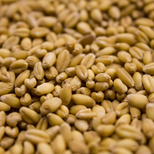 Rahr Unmalted White Wheat, 5LB